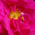 Roza - Galska vrtnica - Gallica 'Officinalis'